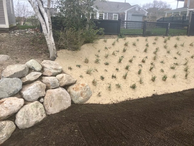 Hillside with grading and new plants